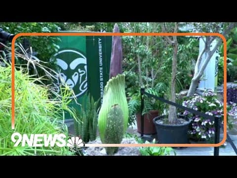 Corpse flower blooms at Colorado State University