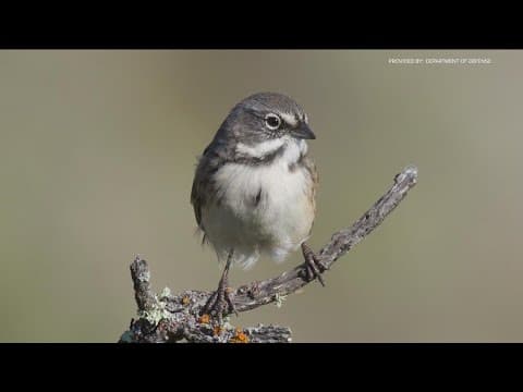 Five species on San Clemente Island fully recovered, no longer considered endangered