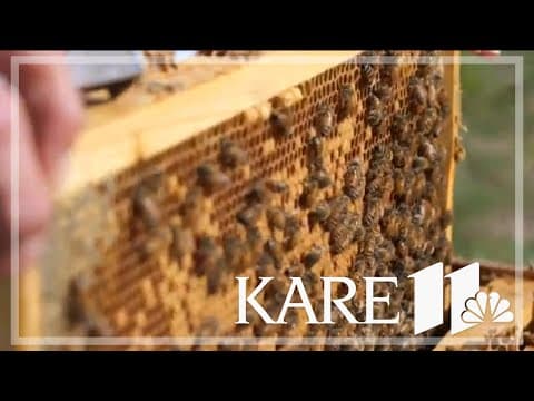 The honeybee is in danger as experts struggle to try and stop the die-off