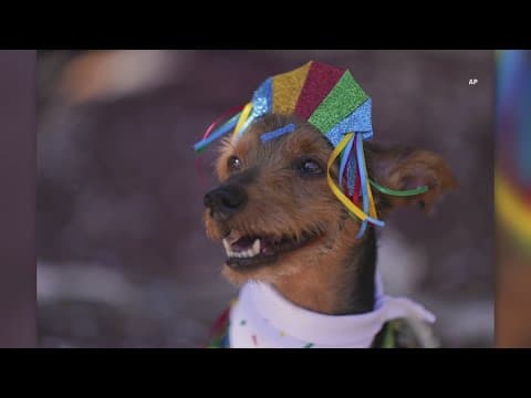 Krewe Du Pooch postponed