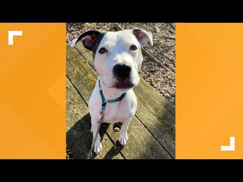 Pets of the Week: 6-29-2024
