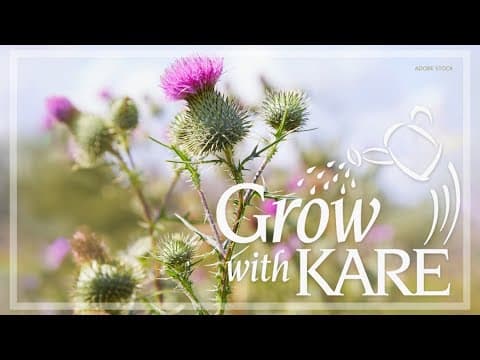 Grow with KARE: How to clean up thistles