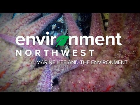 How climate change impacts Pacific Northwest marine life | Environment Northwest