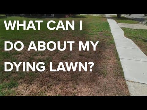 Why does your grass have brown patches and is there anything you can do about it?