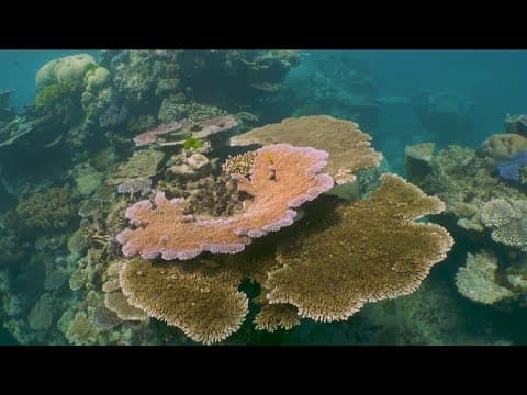 Rising ocean temps can throw off ecosystem, climate experts say