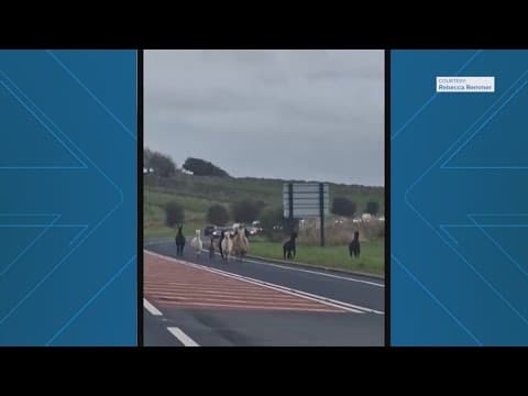 LLama drama ensues after herd escapes
