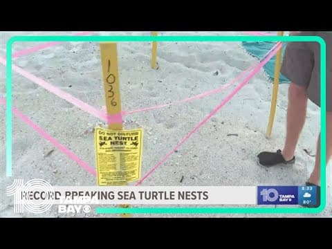 Record-breaking amount of sea turtle nests found on Anna Maria Island