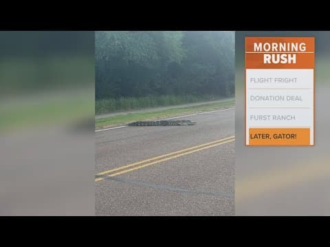 Alligator crosses road in Victoria, Texas