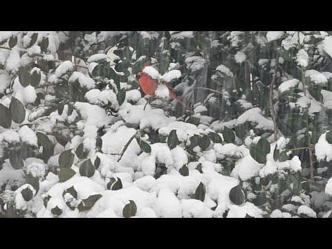 LIVE: Snow in DC, Maryland and Virginia