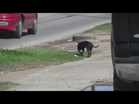Why does Houston have a stray animal problem?