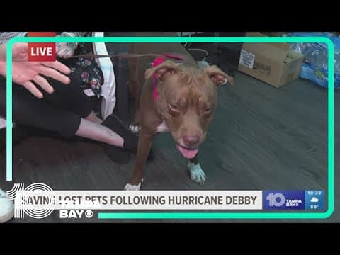 Manatee County Animal Services is facing an overwhelming influx of stray pets