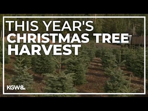 Christmas tree farms expecting 'pretty good' harvest throughout Pacific Northwest