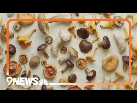 CU Denver pioneers legal psychedelic facilitator program