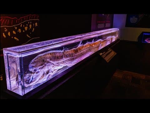 Mysterious deep-sea oarfish on display at San Diego aquarium