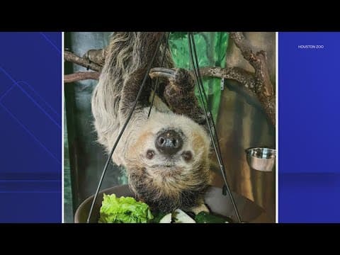 Beloved Houston Zoo exhibit to close after 61 years, animal relocations planned