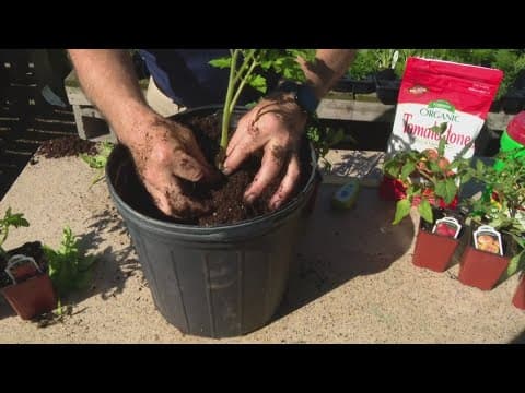Pat Sullivan's tips for gardening vegetables