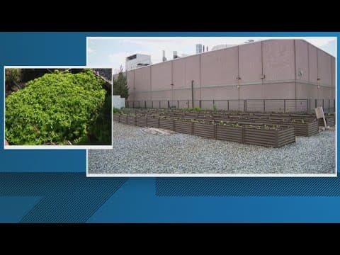 Food with a purpose | Earth Day Urban Farming