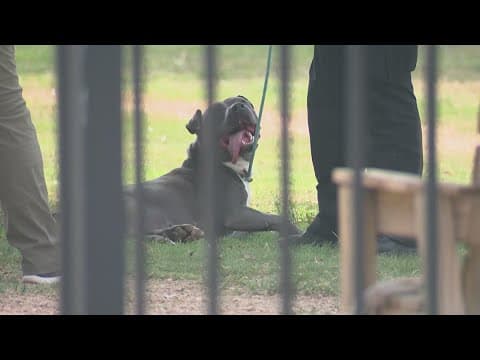 Sugar Land Animal Services may have to stop taking pets in due to overcrowding at shelter