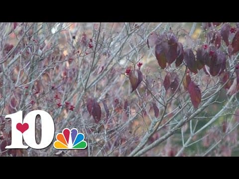 Dogwood Arts launches tree-planting campaign