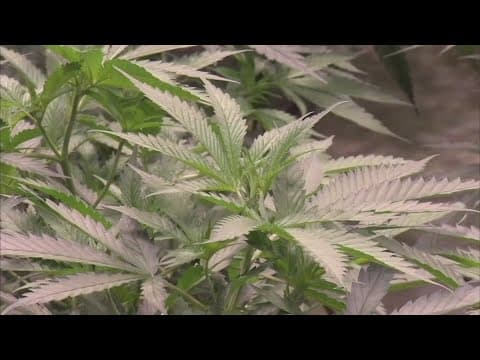 Recreational marijuana supporters collect signatures to pose question to voters in November ballot