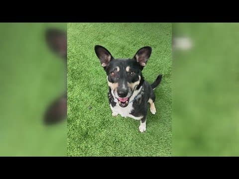 Mynah from The San Diego Humane Society needs a home!