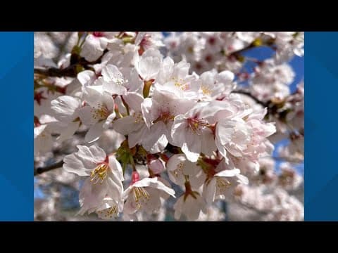 Live look: Cherry Blossoms at Peak Bloom at the Tidal Basin