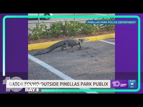 Alligator caught roaming around Pinellas Park Publix