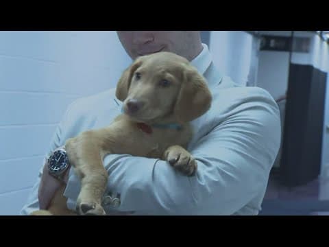 Caps Canine Night | Washington Capitals help puppies find their forever home