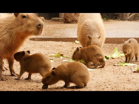 Houston Zoo welcomes capybara pups, the world's largest rodent
