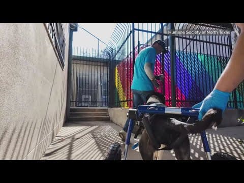 Now that he's got a new set of wheels, this dog is looking for his forever home