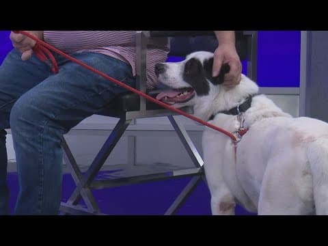 Tailwaggers: Meet Franklin