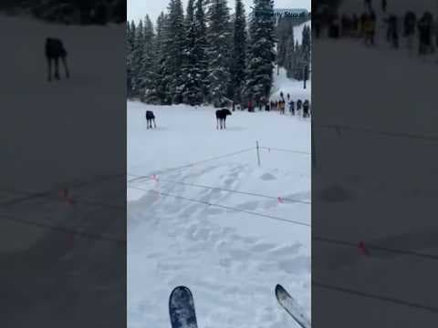 Moose spotted at Colorado ski resort