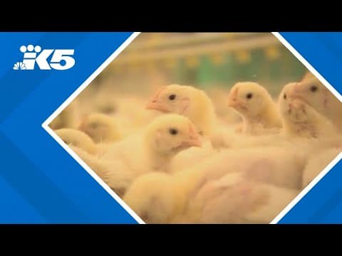 Bird flu virus showing signs of human adaptations