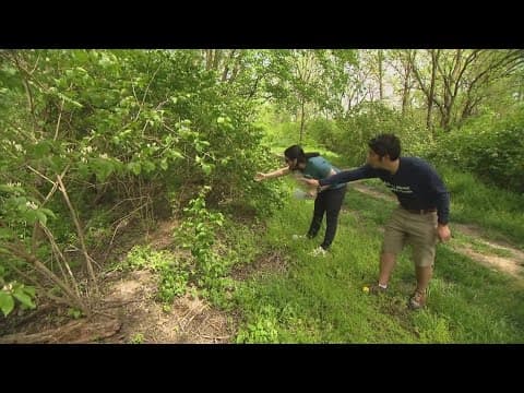 How you can make money by removing invasive plants I What's the Deal?