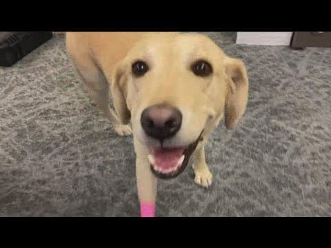 Cybersecurity | Electronic sniffing dog helps fight crime in San Diego