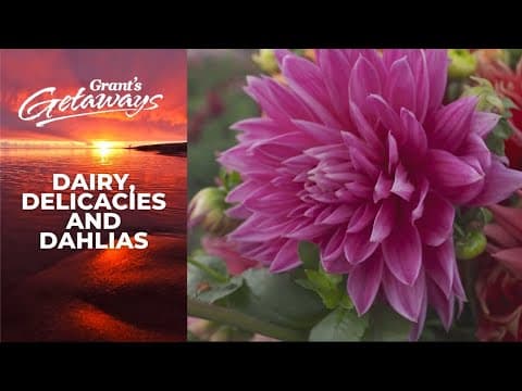 Near Tillamook, farms offer dairy tours, fresh native oysters and dahlias