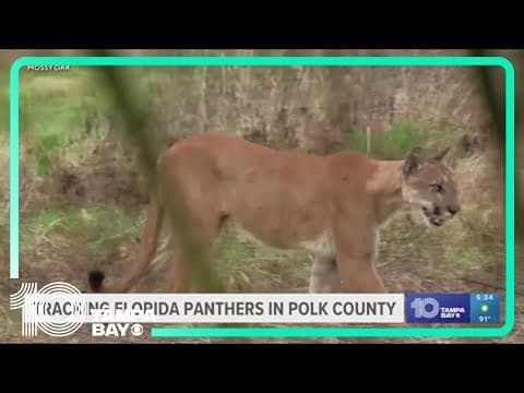 Tracking Florida panthers: Healthy male spotted making home in Polk County