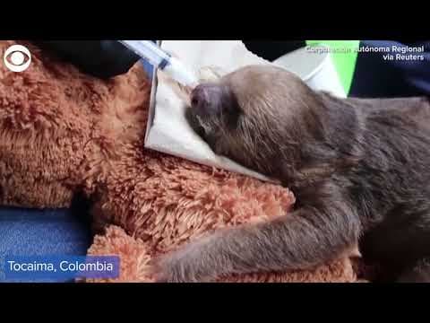 Baby sloth rescued by firefighters in Colombia