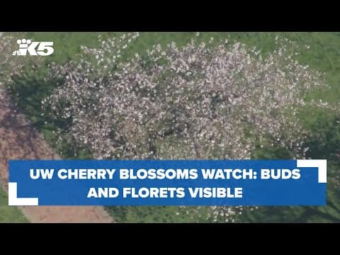 UW cherry blossoms cam: Aerials of early bloom