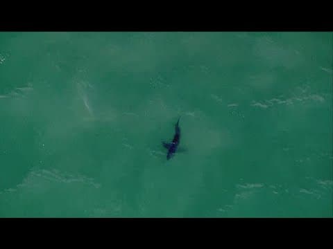 Shark bite victim recounts Del Mar attack that left her in the hospital