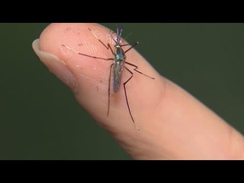 Parts of Downtown Dallas to be sprayed for West Nile Virus