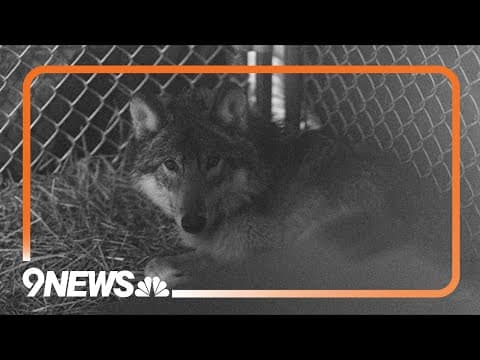 State considering options after Copper Creek Pack believed to have killed more livestock