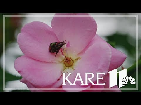 Japanese beetles emerging in Minnesota