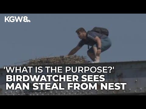 Man seen snatching egg from osprey nest at Milwaukie park