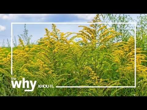 Why is fall such a bad time for allergy sufferers?