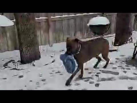 Dog steals hat in snow