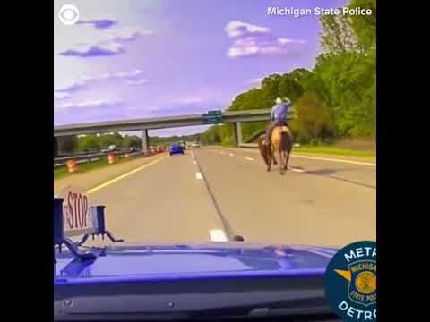 Runaway cow captured on busy freeway in Michigan #shorts