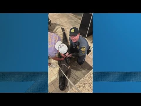 Gator wrangled in Livingston Parish