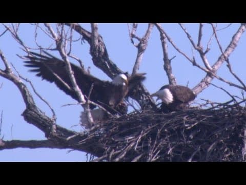 WFAA captures bald eagle returning to nest in North Texas