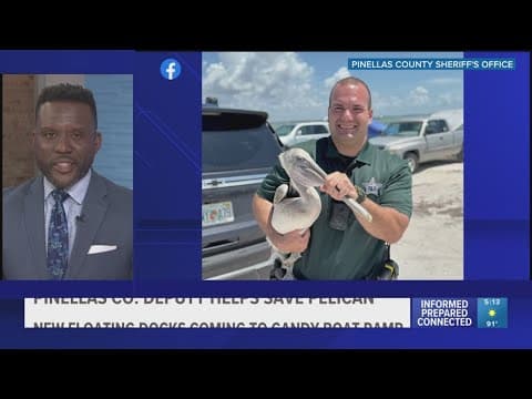Pinellas County deputy rescues injured pelican near Dunedin Causeway